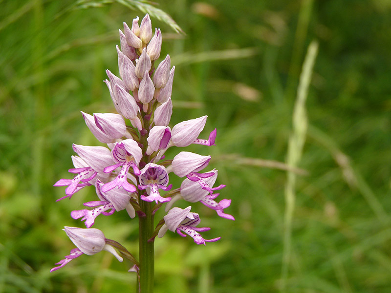 Orchis militaris